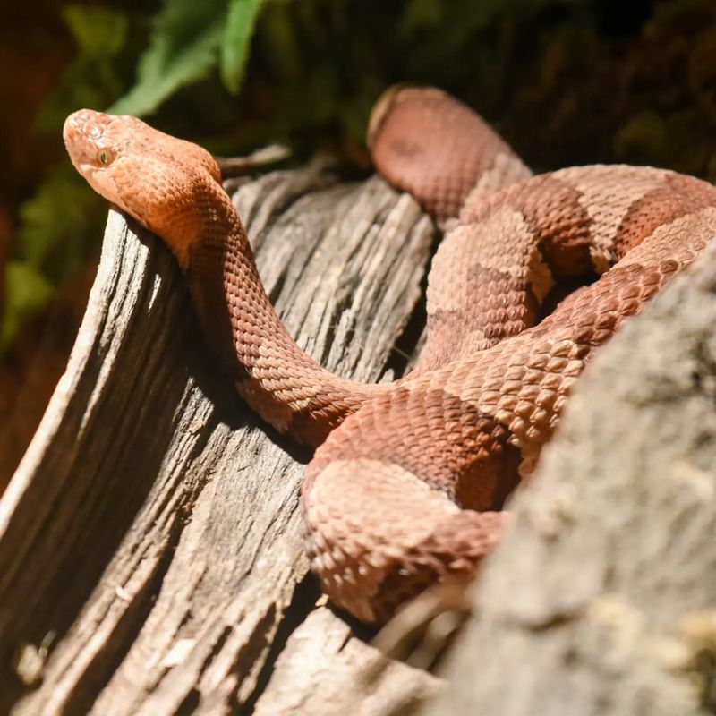 Northern Copperhead