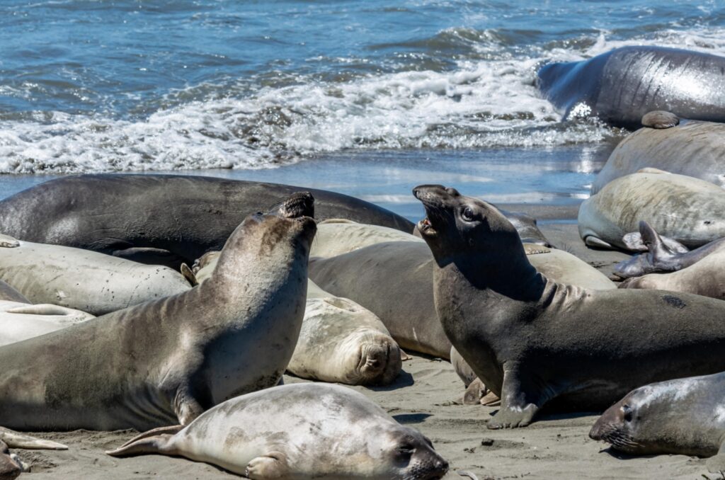 Northern Elephant Seal