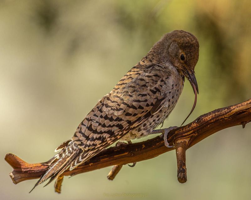 Northern Flicker