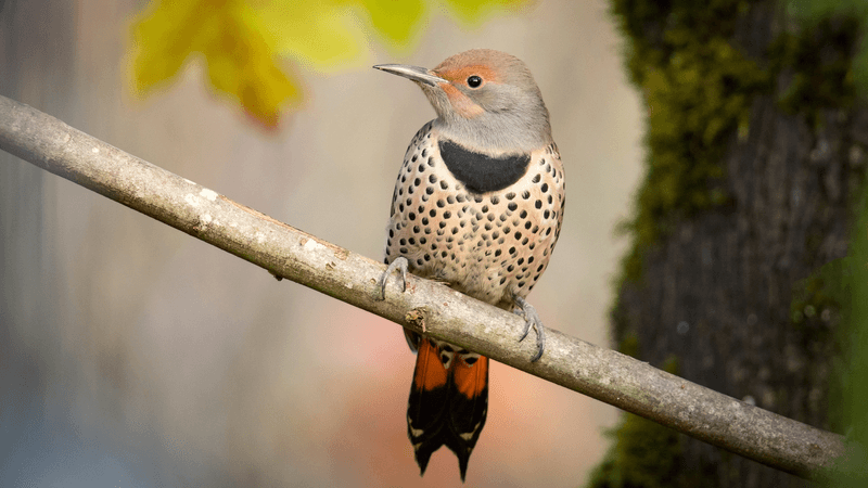 Northern Flicker