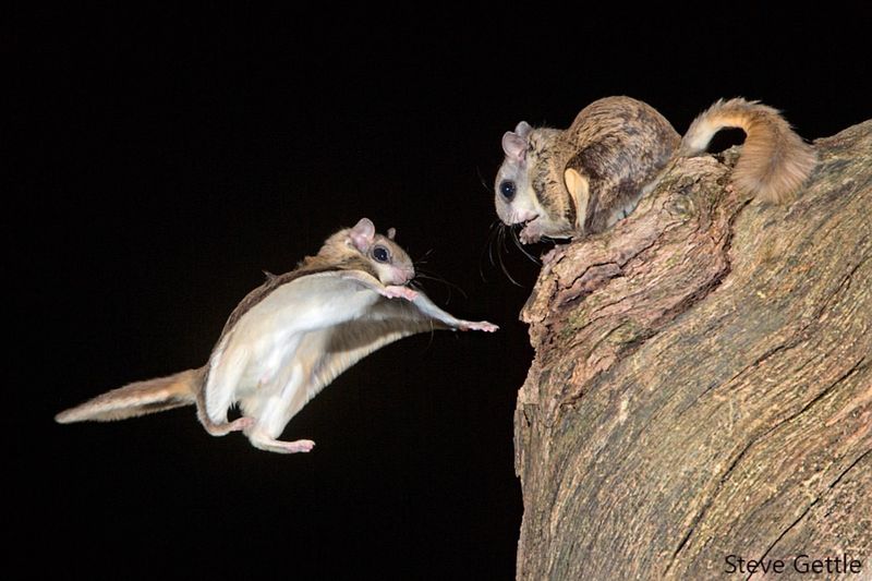 Northern Flying Squirrel