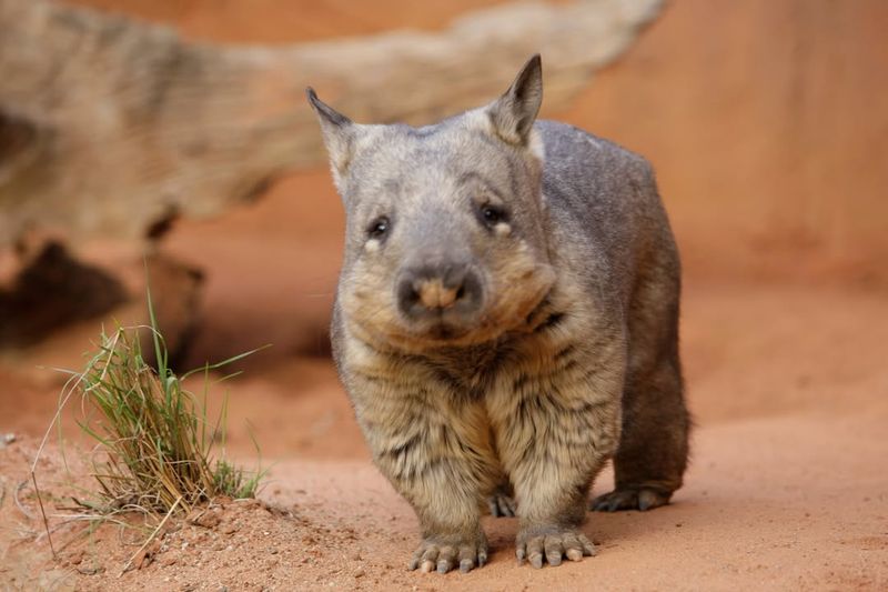 Northern Hairy-Nosed Wombat