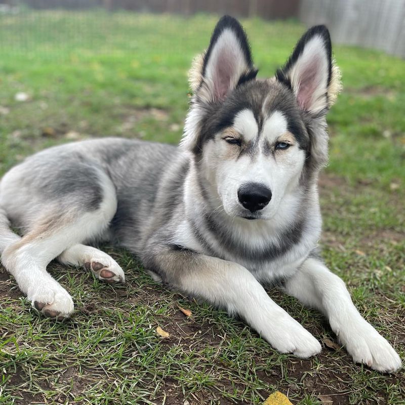 Northern Inuit Dog