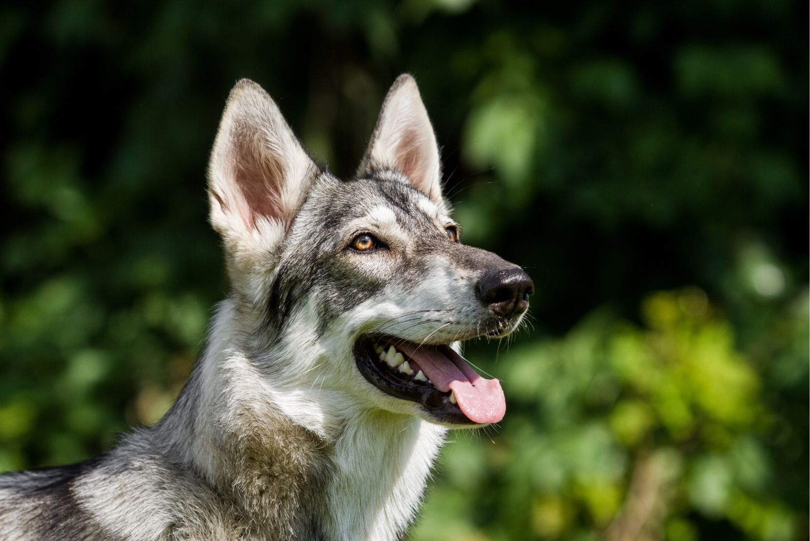 Northern Inuit Dog