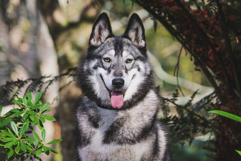 Northern Inuit