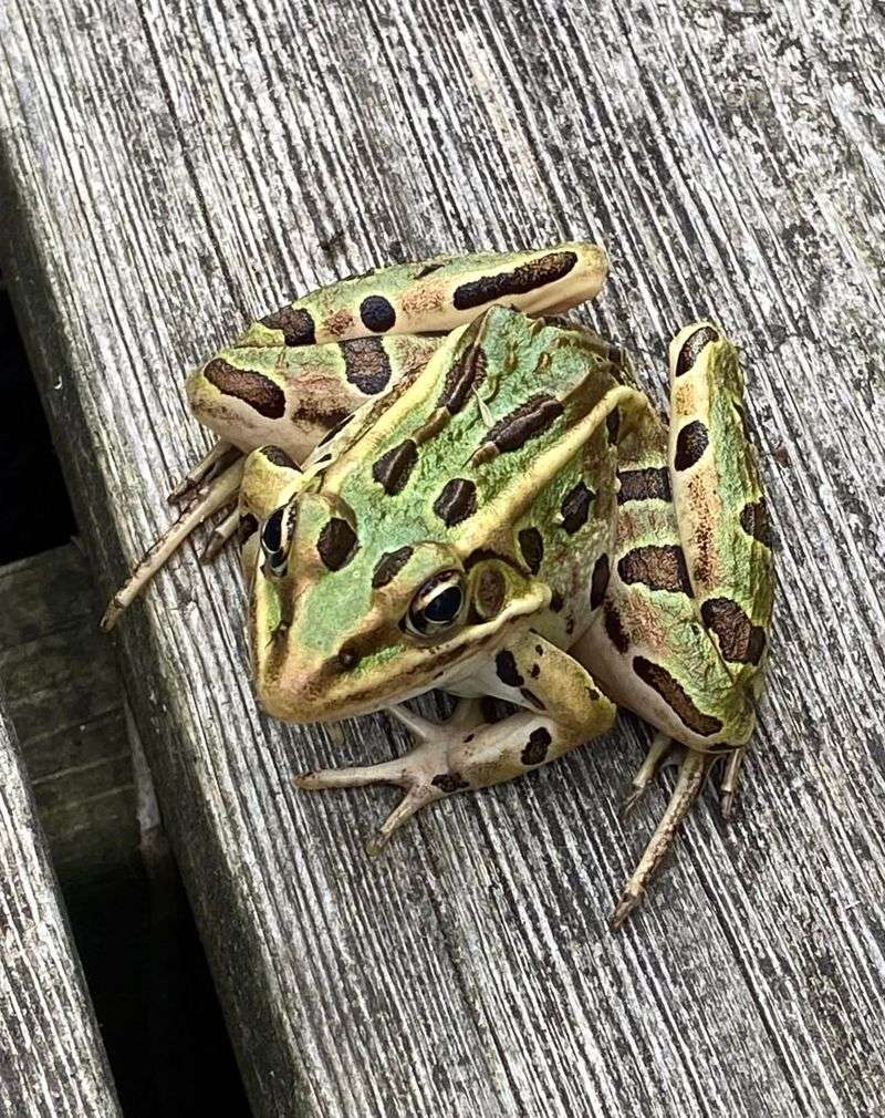 Northern Leopard Frog