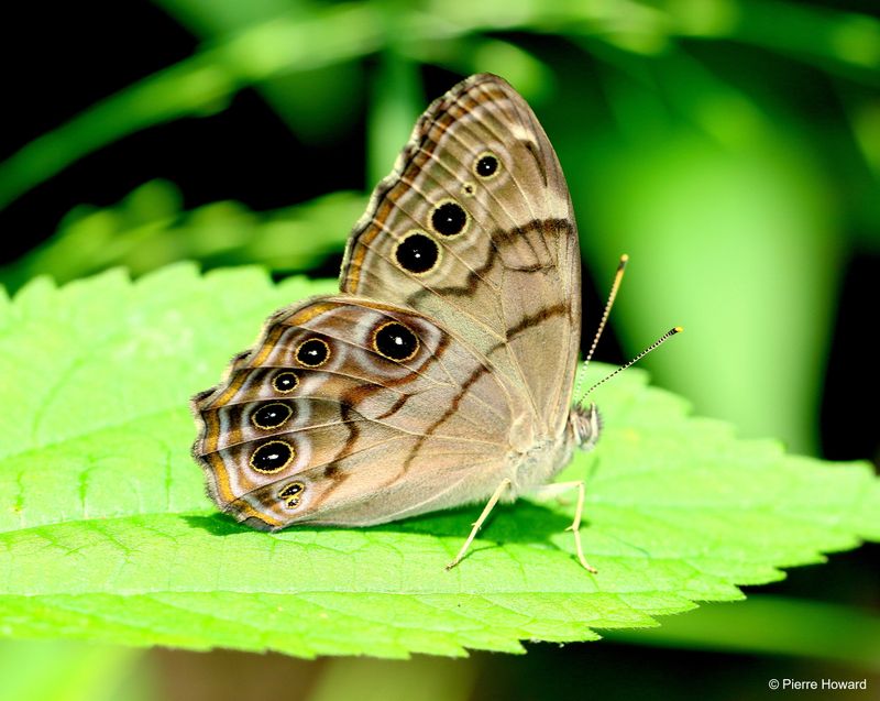 Northern Pearly-Eye