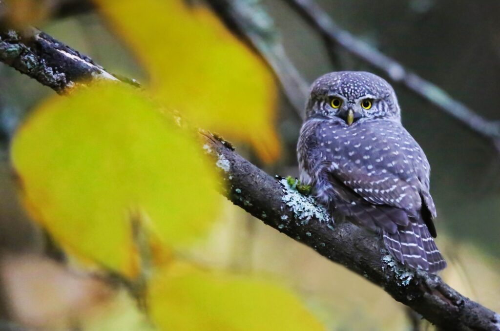 Northern Pygmy Owl