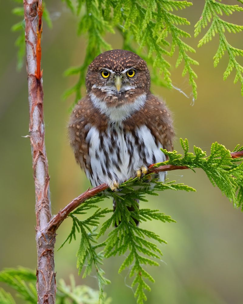 Northern Pygmy Owl