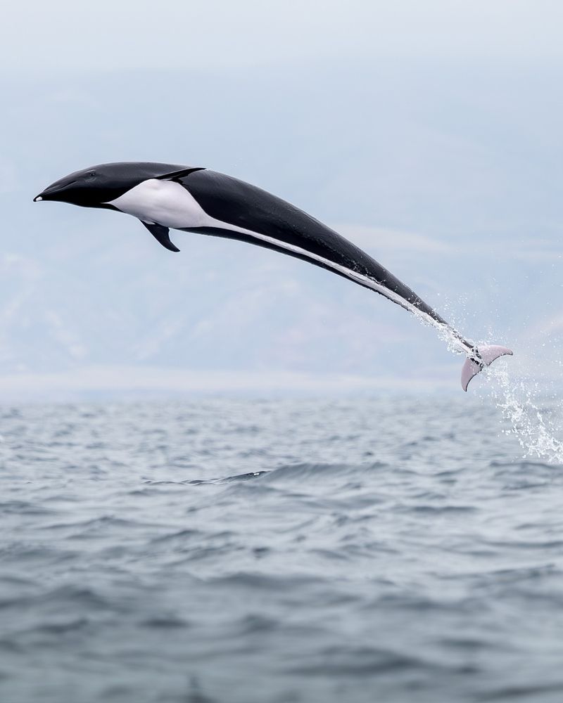 Northern Right Whale