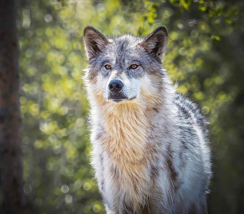 Northern Rocky Mountain Wolf