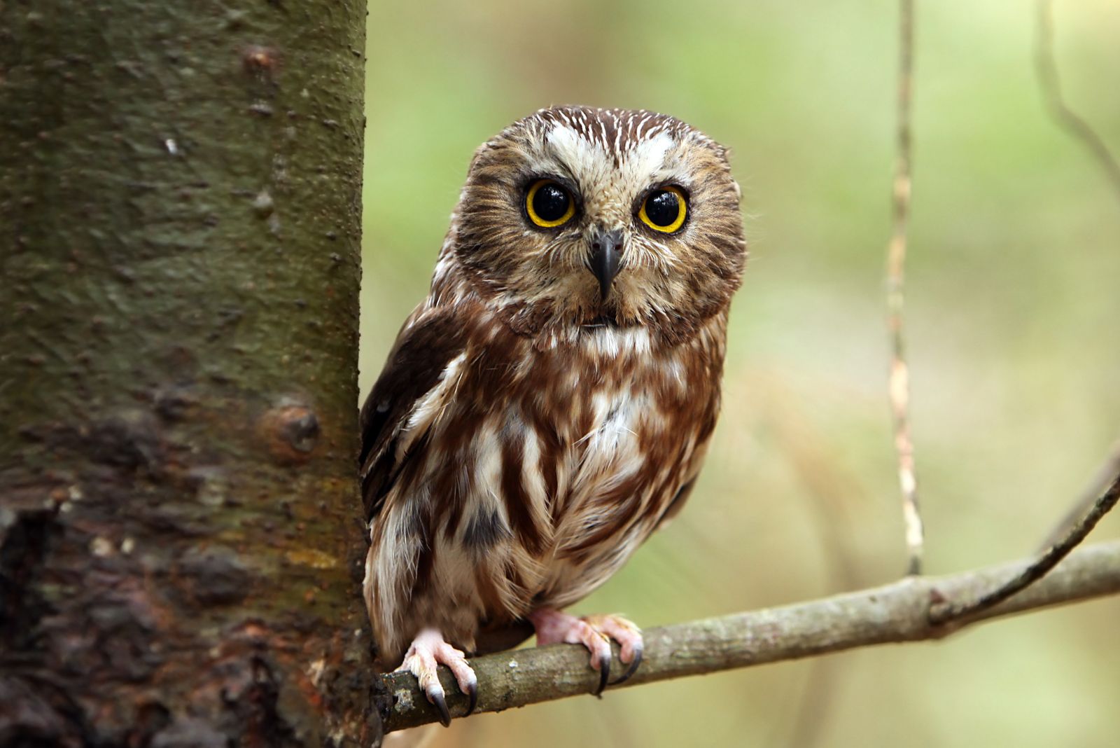 Northern Saw-Whet Owl