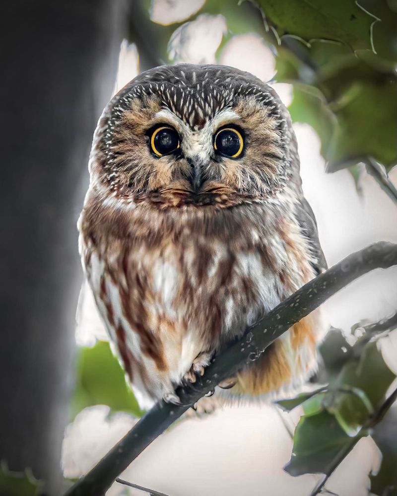 Northern Saw-whet Owl