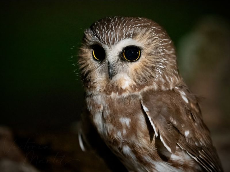 Northern Saw-whet Owl