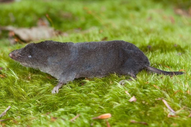 Northern Short-tailed Shrew