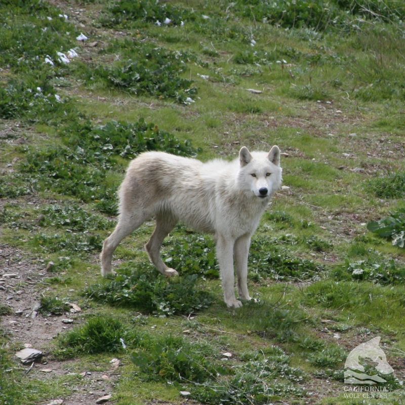 Northwestern Wolf