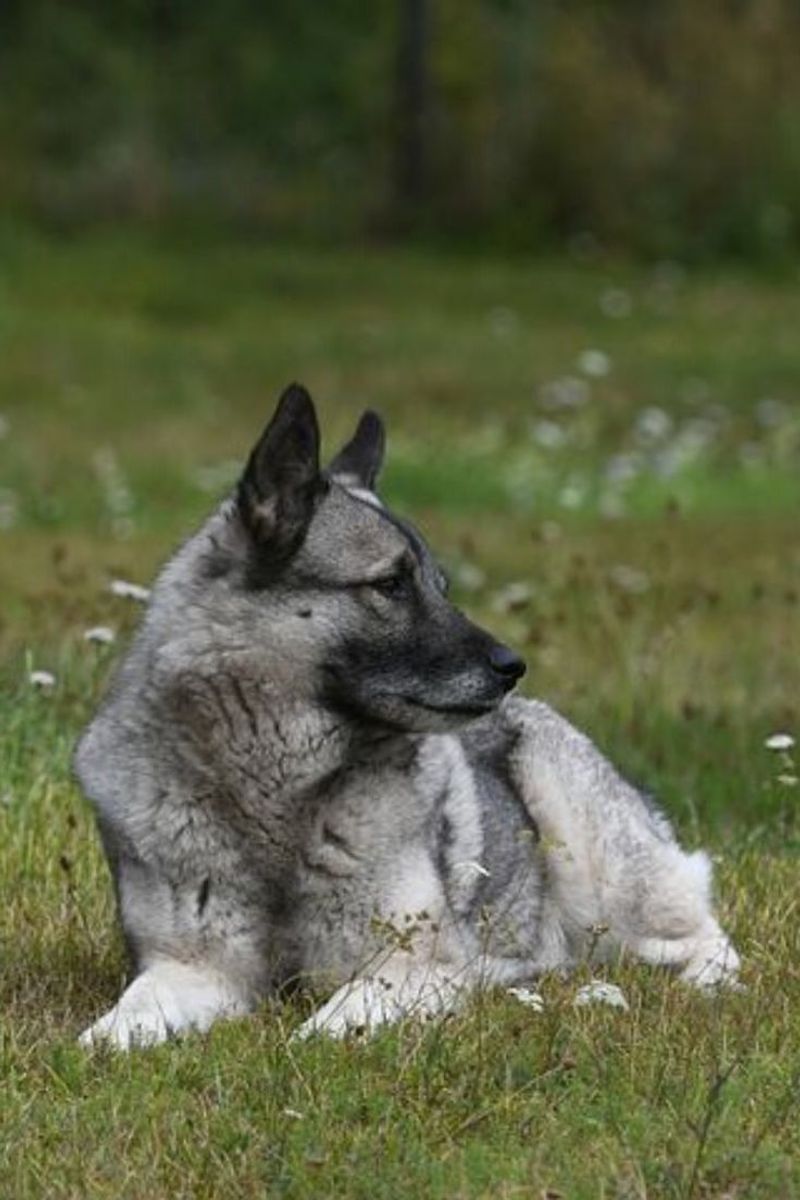 Norwegian Elkhound