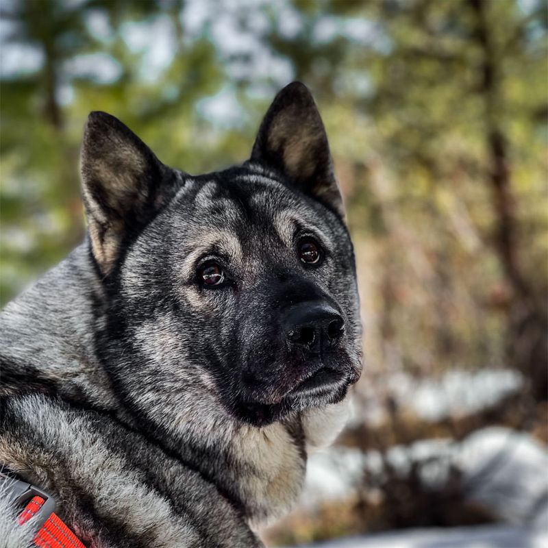 Norwegian Elkhound