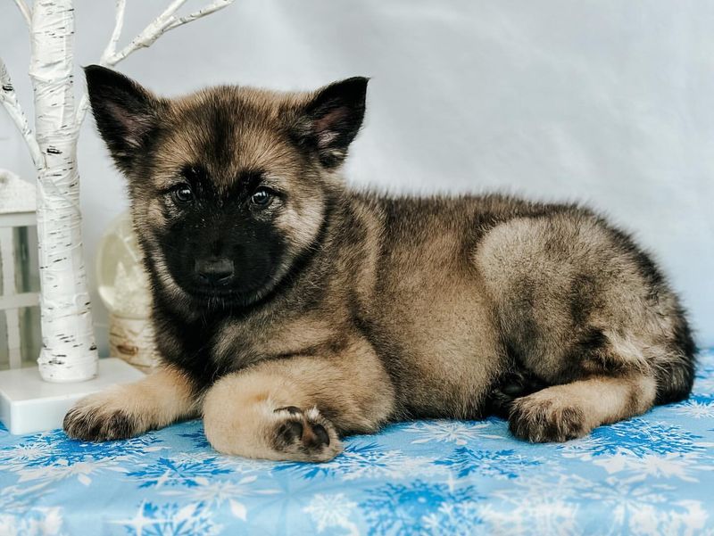 Norwegian Elkhound