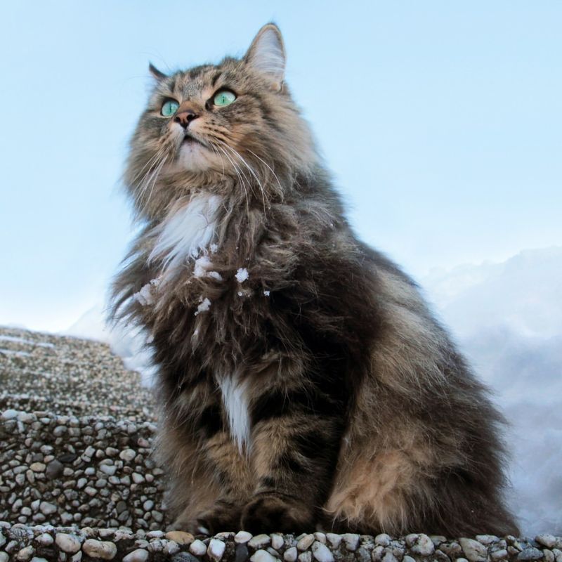 Norwegian Forest Cat