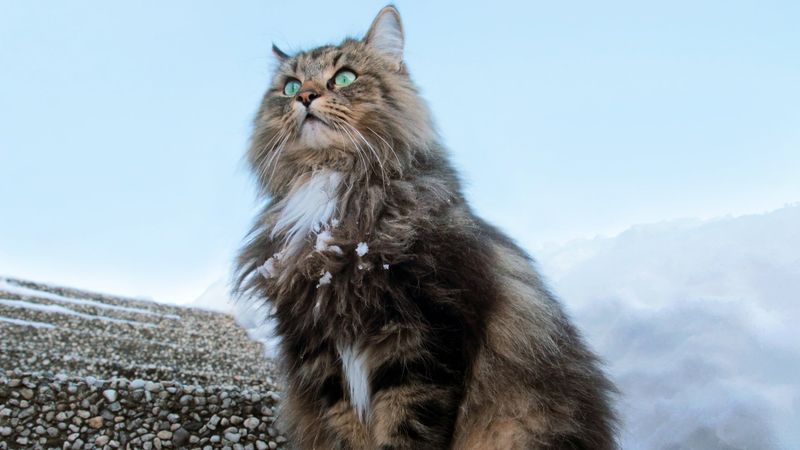 Norwegian Forest Cat