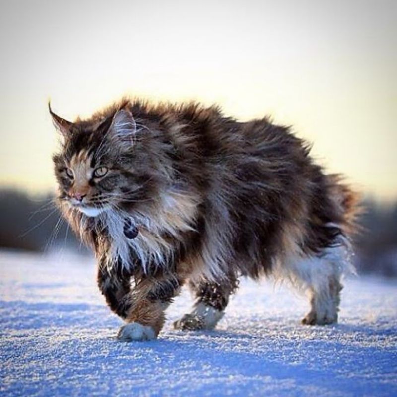 Norwegian Forest Cat