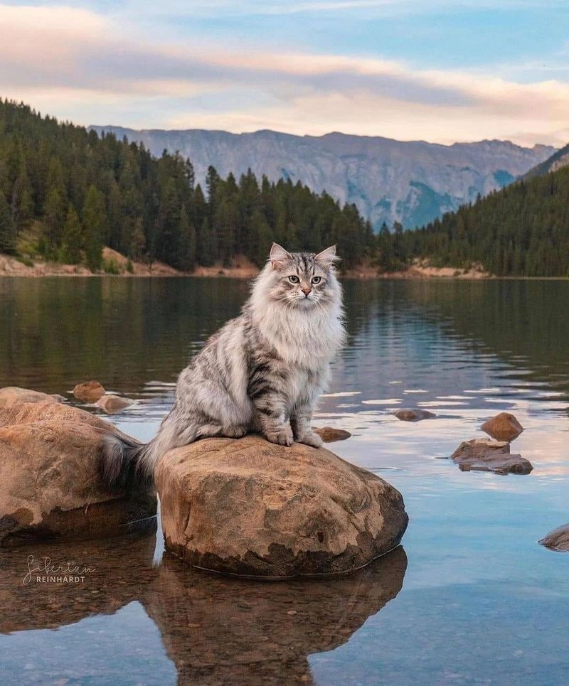 Norwegian Forest Cat