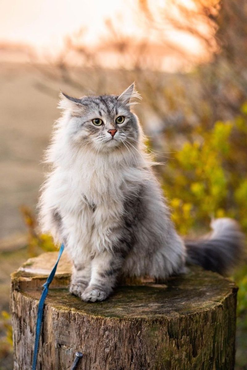 Norwegian Forest Cat