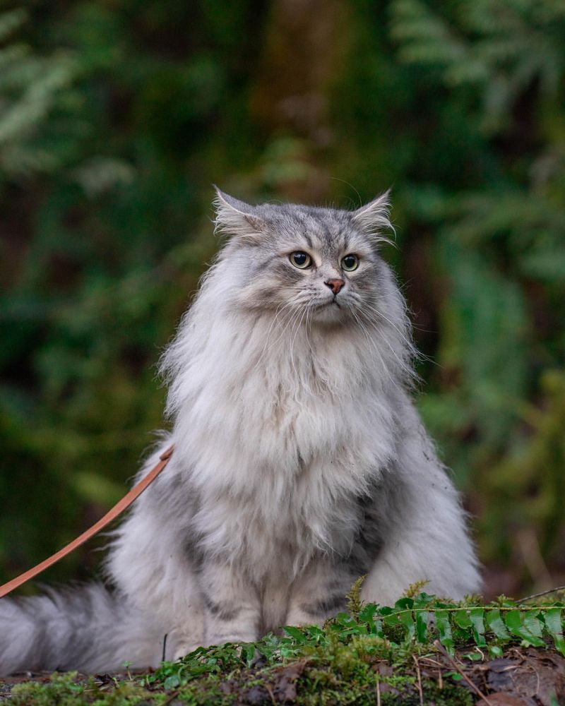 Norwegian Forest Cat