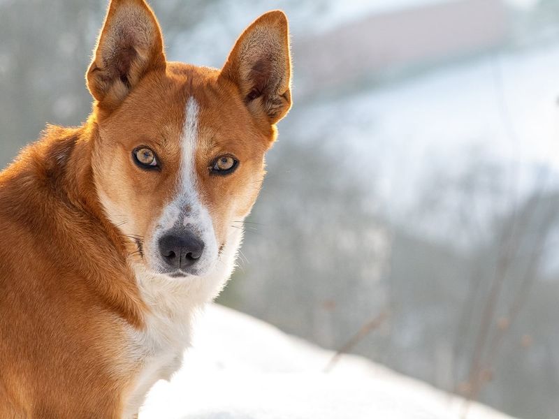 Norwegian Lundehund