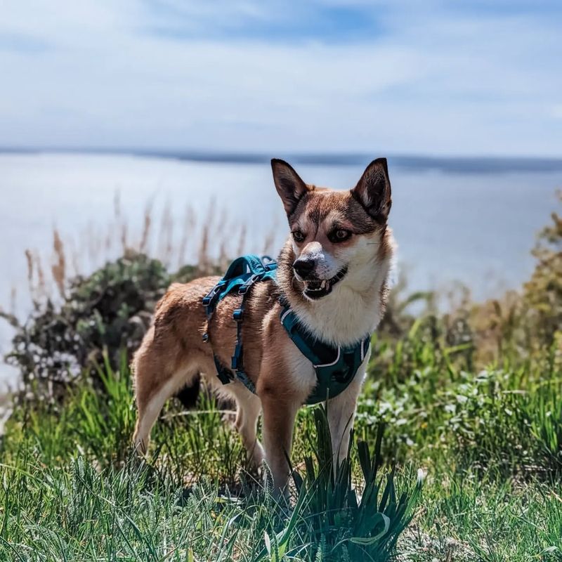 Norwegian Lundehund