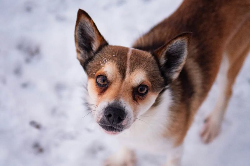 Norwegian Lundehund