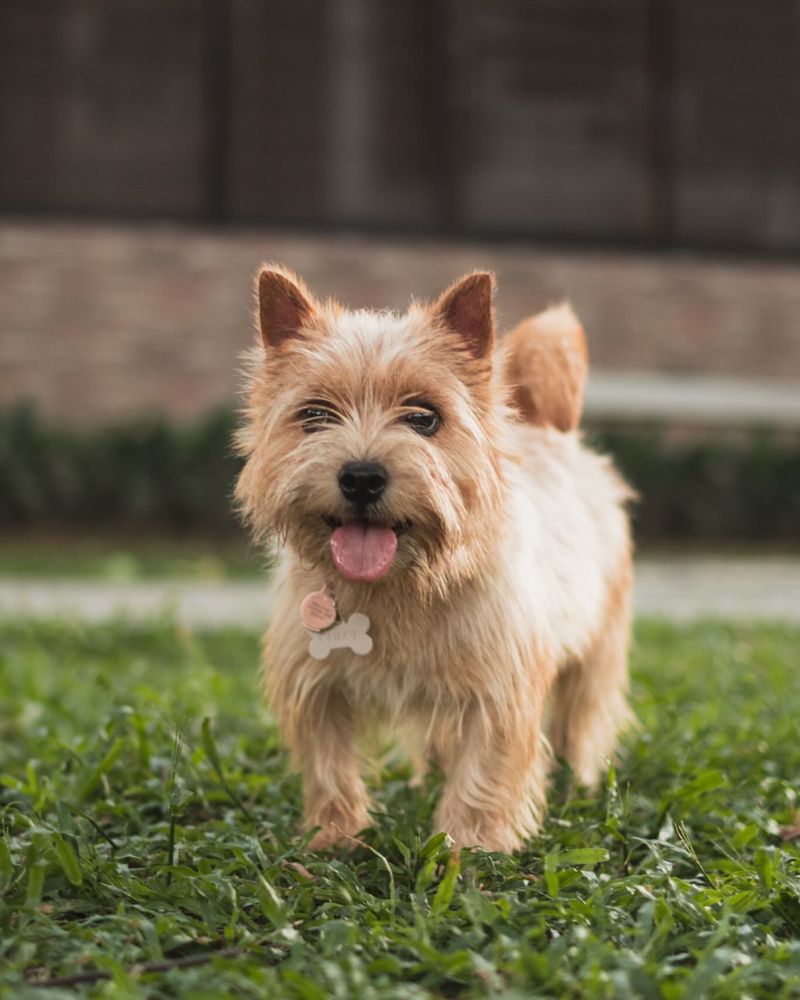 Norwich Terrier