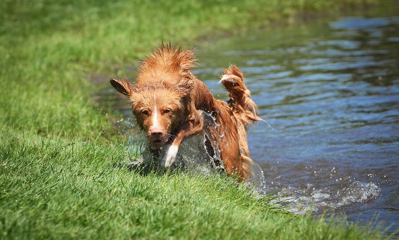 Nova Scotia Duck Tolling Retriever