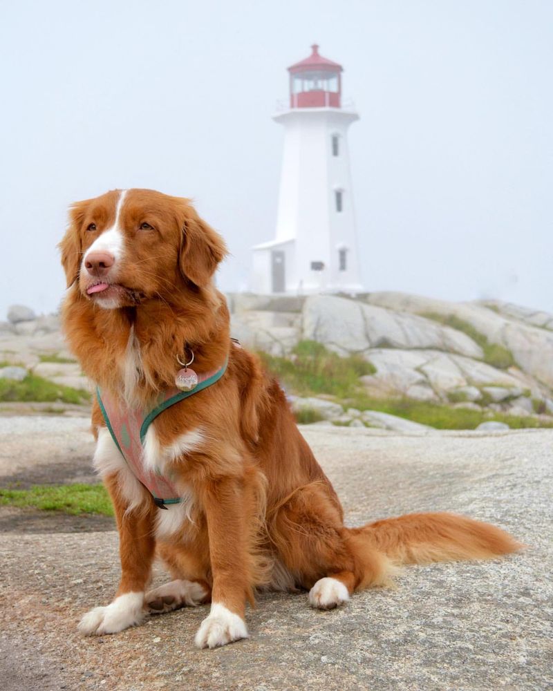 Nova Scotia Duck Tolling Retriever