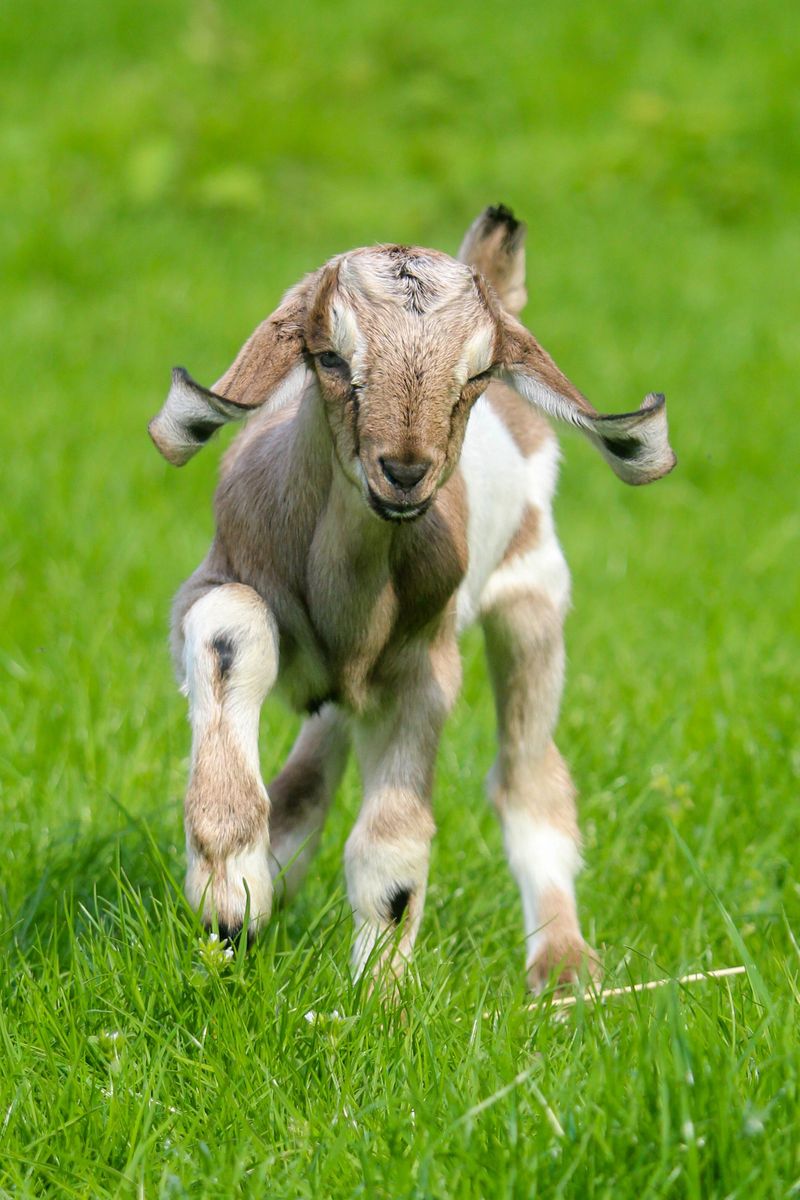 Nubian Goat