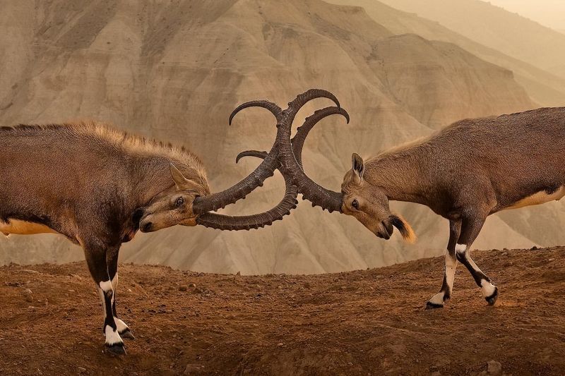 Nubian Ibex