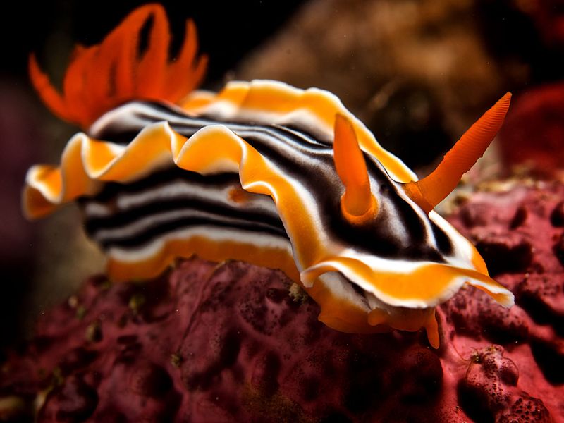 Nudibranch