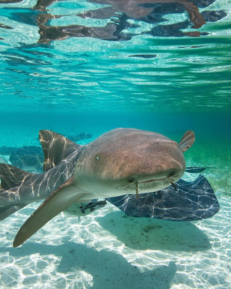 Nurse Shark