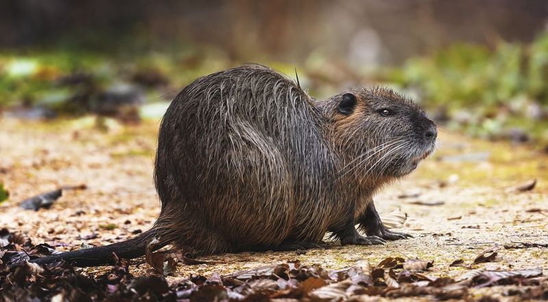 Nutria