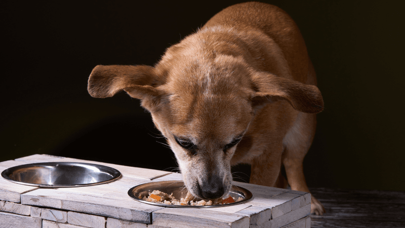 Nutritious Diet for Paw Health