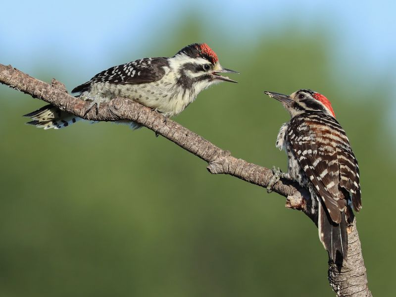 Nuttall's Woodpecker