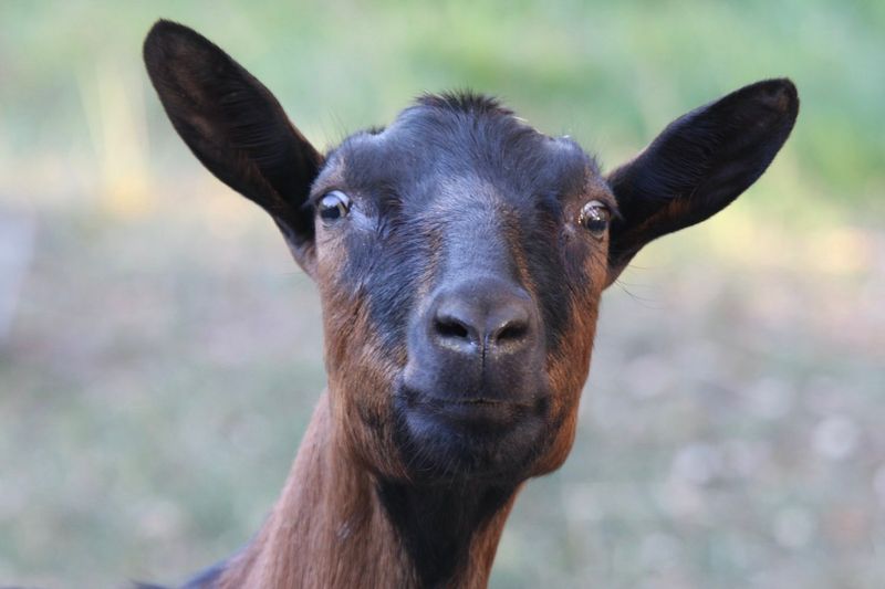 Oberhasli Goat