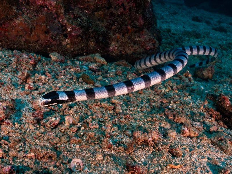 Oceanic Sea Kraits