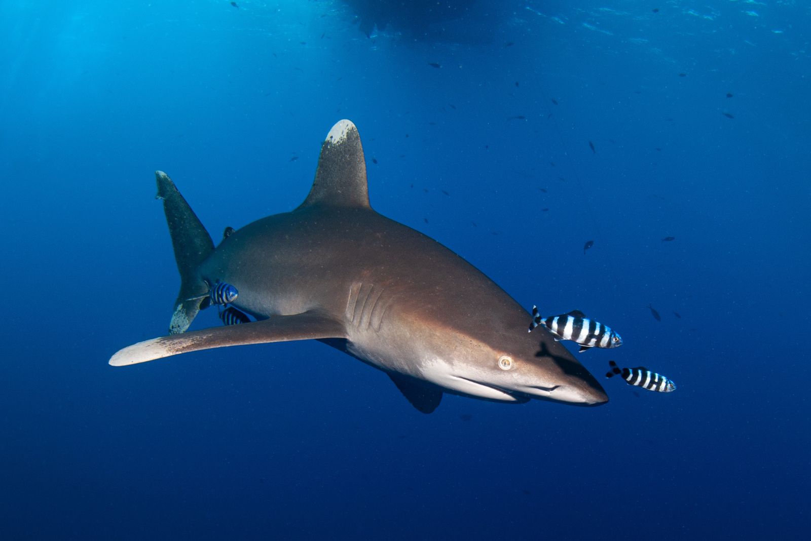 Oceanic Whitetip Shark