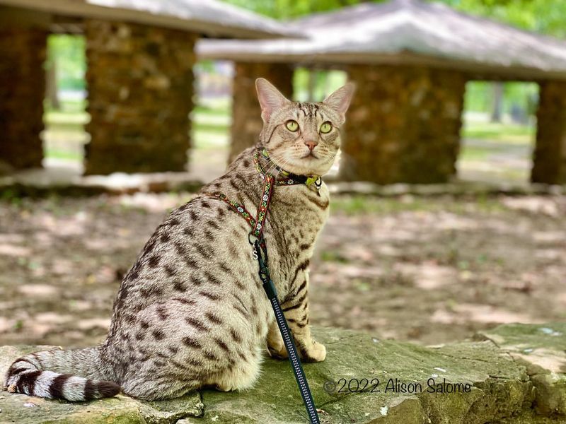 Ocicat