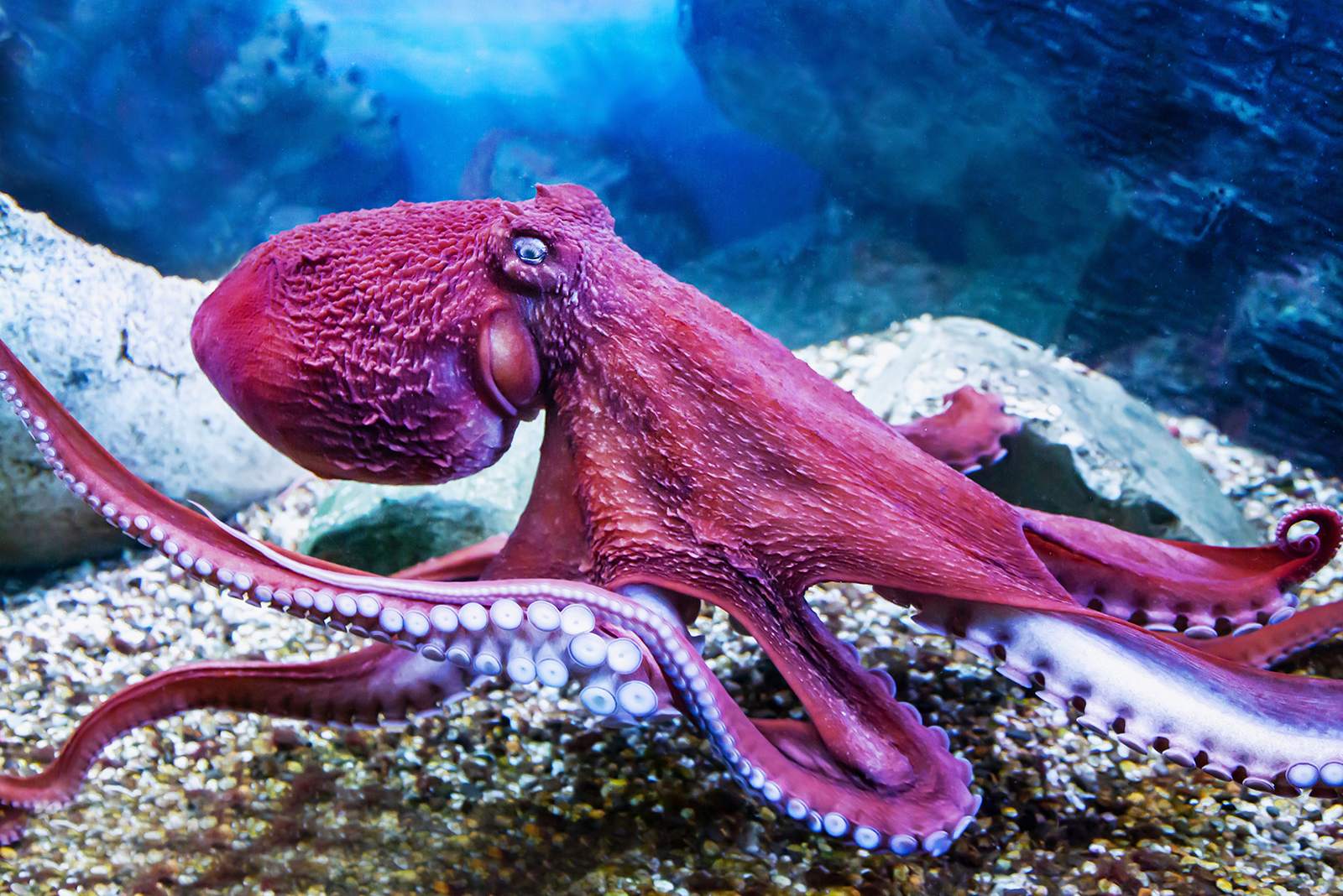 octopus