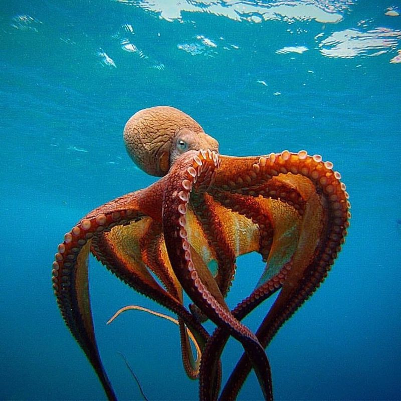 Octopuses Are Monsters