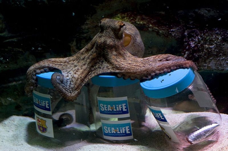 Octopuses Opening Jars