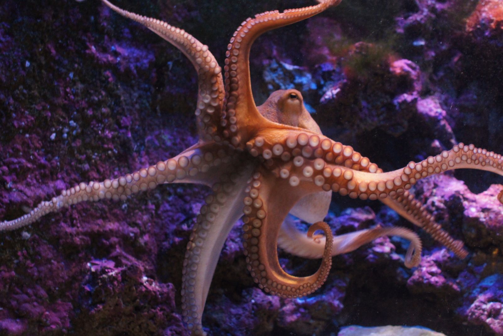 Octopuses